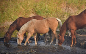 Go Horseback Riding